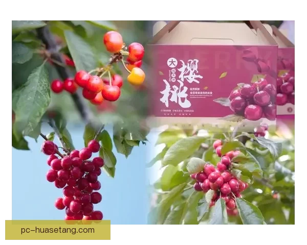 樱桃视频在线观看：指尖上的盛宴，解锁无限精彩